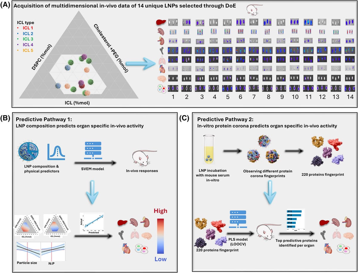 Figure from the PRELIVE paper: a ternary diagram of fourteen lipid nanoparticle compositions chosen by Design of Experiments, in-vivo bioluminescence images across eight organs for each formulation, and two predictive pathways, one from composition and one from the in-vitro protein corona, each feeding a model that predicts organ-specific in-vivo activity.